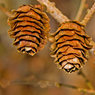 ConiferCones.jpg