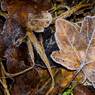 Frosty-Leaf.jpg