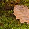 Leaf-on-a-Log.jpg