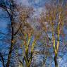 Sun-on-Tree-Tops.jpg
