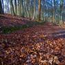 Typical-path-view.jpg