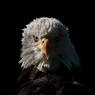 IMGP0867.jpg