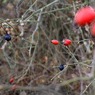 Haws.jpg