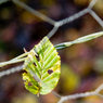 Captured-Leaf.jpg
