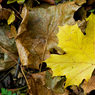 Yellow-Leaf.jpg