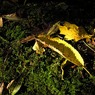 Chestnutleafandmoss.jpg