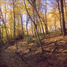 Hedsorforestcopy.jpg