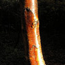 Redbirchbark.jpg