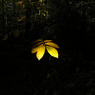 beechleaf.jpg