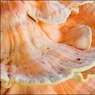 LaetioporusSulphureus.jpg