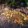 Leavesandpuddle.jpg
