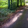 RoadthroughLambridgeWood.jpg
