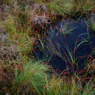 HiggerTor_poolofwatergrass.jpg