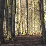 BeechesHortonWood.jpg