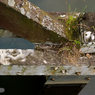 Bridge-Base.jpg