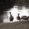 DucksHurley700pxRodBird.jpg