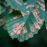 Horse-Chestnut-Leaf.jpg