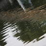 ReflectionsbyEdDoughty.jpg