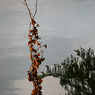 canon92038copy.jpg