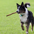 Dog.jpg
