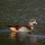 Egyptiangoose.jpg