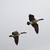 FlyingGeese.jpg