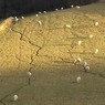SheepaboveHurley.jpg