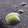 MossBurchettsGreen.jpg