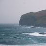 calf_island1resize.jpg