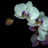 DORITAENOPSIS.jpg