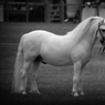 GHB18079bw1p.jpg