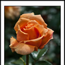 IMGP6812b.jpg