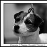 _GHB0844-bw.jpg