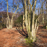 MCC_winter_walk_Jan_2012_trees_1000.jpg