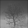 treemonocopy.jpg