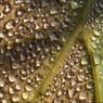 Droplets.jpg