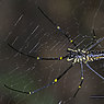 Arachne-1243.jpg
