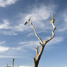 Cormorants-at-home1359.jpg