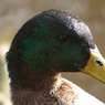Duck.jpg