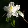 Flower-White-on-Black.jpg