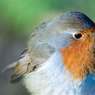 Robin-on-Bench-2.jpg