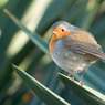 Robin-on-Waxy-Leaf.jpg