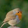 Robin-on-Wooden-Bench.jpg