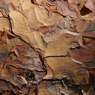 Tree-Bark.jpg