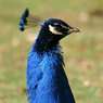 seated-peacock.jpg