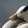 web-sleepy-goose.jpg