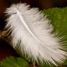 Feather.jpg