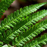 Fern.jpg