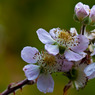 Late-Blossom.jpg