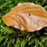 Leaf-Two.jpg